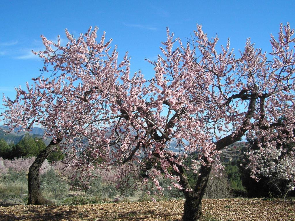 Apartamentos Serrella - Rural Guadalest 베니만텔 외부 사진